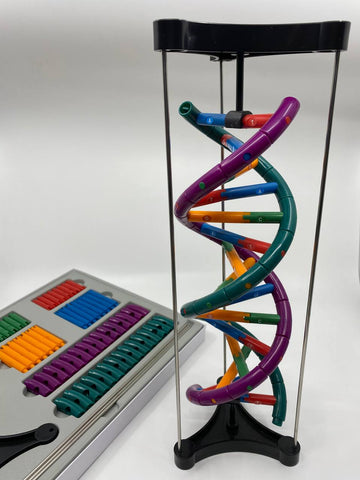 DNA Building Model